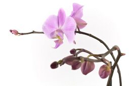 Close-up of pedicels of purple orchid with flower and buds on white background