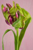 Close-up of parrot tulip on pink background