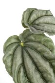 Two leaves of houseplant dwarf pepper on white background