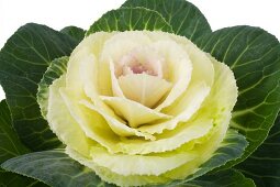 Close-up of ornamental cabbage against white background