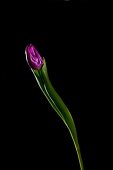 Close-up of violet tulip on black background