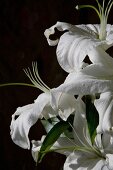 Close-up of open flowers of white lily on black background