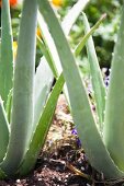 Close-up of aloe vera plants