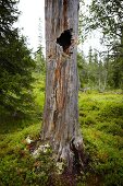 Hollow tree trunk with scratch marks of bear in forest