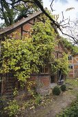 Half timbered house with vines