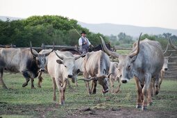 Herd of cattles with herder in meadow, Maremma, Tuscany, Italy