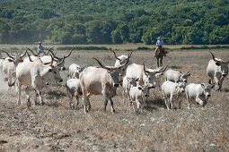 Herd of cattles with herder in meadow, Maremma, Tuscany, Italy