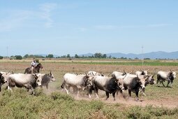 Italien, Toskana, Maremma, Rinderherde und Hirten