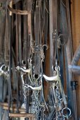 Close-up of horses bridles hanging on hook, Maremma, Italy