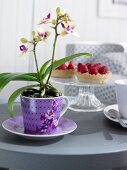 Little lady orchid in cup on grey table