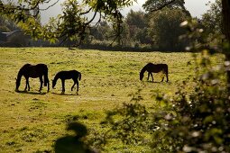 Grazing horses on pasture in Armagh, Ireland, UK