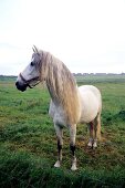 Sylt, Wiese vor Kampen mit Pferd, Schimmel