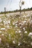 Close-up of cotton grass bloom in Teufelsmoor, Bremen, Germany