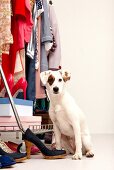 Hund Betty, Streuner aus Spanien im Kleiderschrank