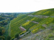 View of vineyard