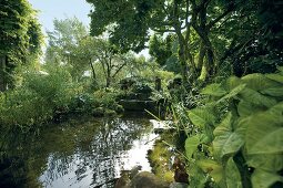 View of garden pond