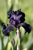 Close-up purple iris