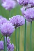 Close-up of purple clover flowers