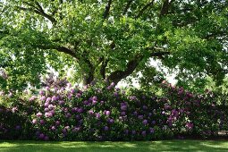 Old tree and rhododendron bushes in garden