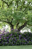 Blooming rhododendrons against old tree in garden