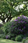 Blooming rhododendrons against old tree in garden