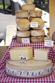 Various types of cheese in cheese factory