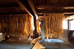 Tanner leather hides hanged in Ulrich, Augsburg, Germany