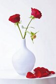 Close-up of red roses in white vase