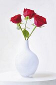 rote Rosen, weiße Vase 