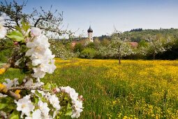 Augsburg: Bayern, Schwaben, Kloster Oberschönenfeld, Apfelbäume