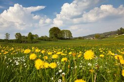 Augsburg: Bayern, Schwaben, die Stauden, Landschaft bei Döpshofen