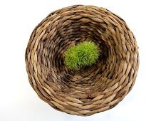 Close-up of chestnut in basket