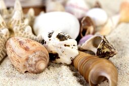 Various types of seashells on sand