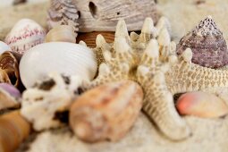 Close-up of different shells on sand