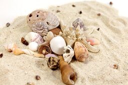 Various types of seashells on sand