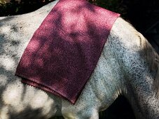 Close-up of fabric on horseback