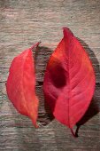 zwei rote Herbstblätter 