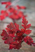 rote Herbstblätter am Ast 