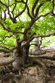 Close-up of branches of tree in Keller forest, Hesse, Germany