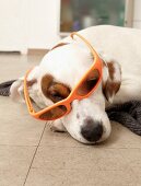 Hund Betty, Mischling, gefleckt, mit Sonnenbrille, macht Faxen