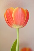 Tulpen