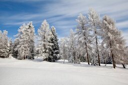 View of pine trees covered with snow in Leutaschtal, Tirol, Austria