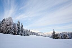 View of pine trees covered with snow in Leutaschtal, Tirol, Austria