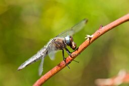 Close-up of dragonfly on branch