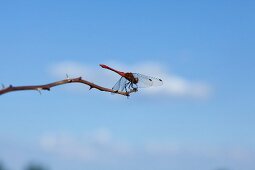 Close-up of dragonfly on branch