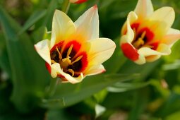 Close-up of tulips