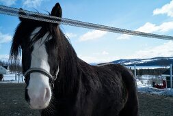 Hemsedal, Skigebiet in Norwegen braun weißes Pferd auf Koppel