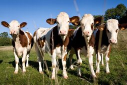 Cows in pasture near village Mouthier-Haute-Pierre, Franche-Comte, France