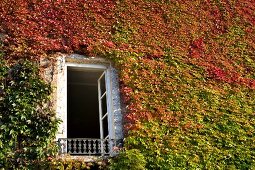 Creepers on wall of house in Arbois, Franche-Comte, France