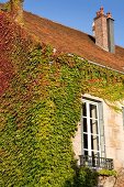 Creepers on wall of house in Arbois, Franche-Comte, France